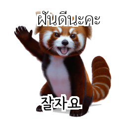 Red Panda Thai Korean TH KR ySc