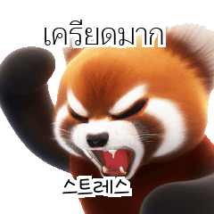 Red Panda Thai Korean TH KR O0o