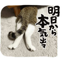 chocomint_20221125172723