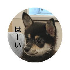 suzu_20221125181445