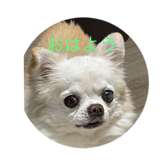 momo momo_20221126071408