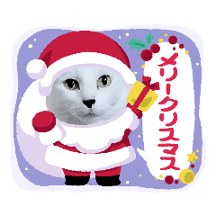 白猫とグレピ　クリスマス、お正月、日常