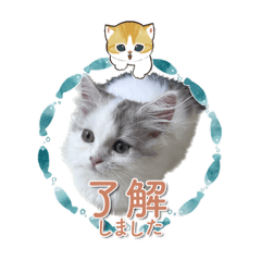 hana_20221125203957