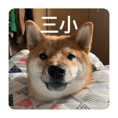 黃抖仔2
