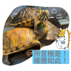 春江水暖龜先知