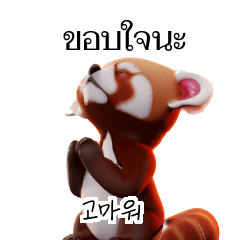 Red Panda Thai Korean TH KR Vcz