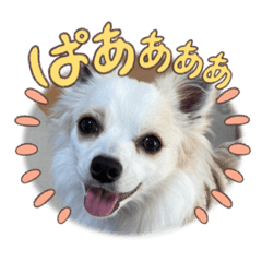 Hana_20221126845