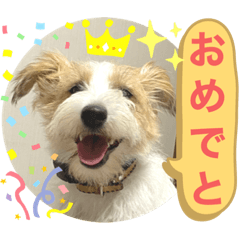 Jack Russell Terrier Greeting Sticker 1