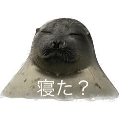 suzu_20221126233622