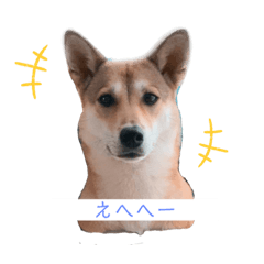 The Mix Dog Tom