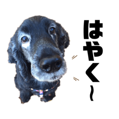 愛しのくっきーくん