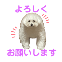 Yayoi_20221128035323