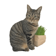 the cutest cat komugichan