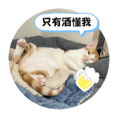 胖橘小椪柑