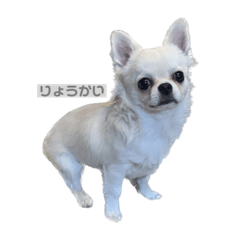 My love dog is Daizu