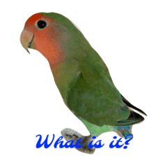 My love bird Ella