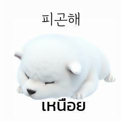 Thai Korean TH KR Samoyed ASm