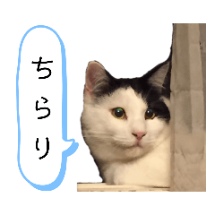 hana_20221128170219