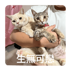 地主家的傻小孩