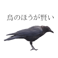 Always crows
