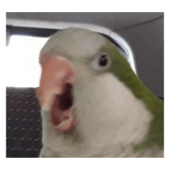 Just Parrot