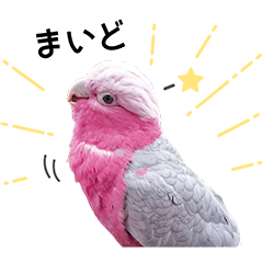 モモイロインコのスタンプ(神戸弁＆関西弁)