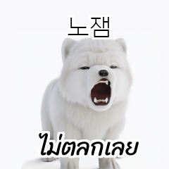 Thai Korean TH KR Samoyed YRs
