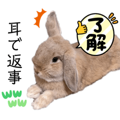 Usamp  Holland Lop