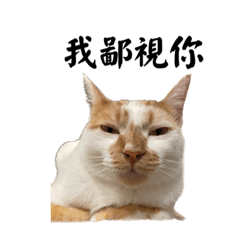 迪迪是一隻有表情的喵