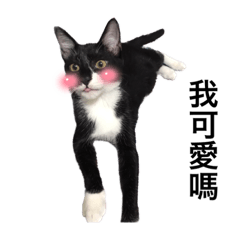 可愛Coco貓