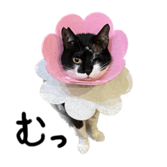 Mizuki_20221130224450