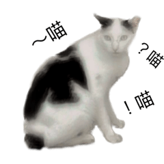 笨CAT