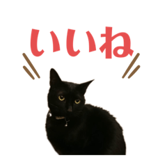 kimamani54_20221130230850