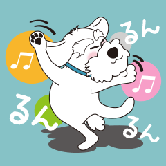 Lovely white schnauzer2