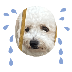 Pocky the bichon