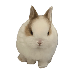 滷蛋1.