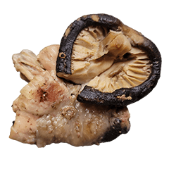 Food Series:Shiitake Mushrooms Chicken