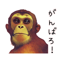 monkey oil painting sticker