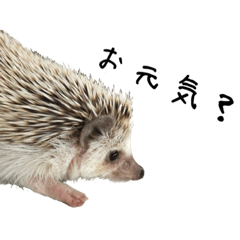 HARINANA_20221201161515