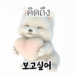 Thai Korean TH KR Samoyed qnc