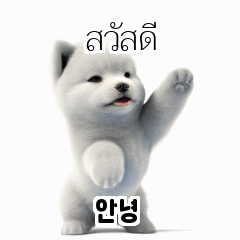 Thai Korean TH KR Samoyed Myj