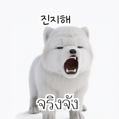 Thai Korean TH KR Samoyed yy2