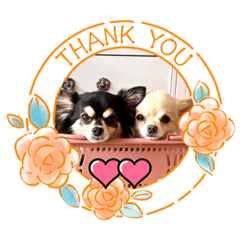 Alice_20221202153753