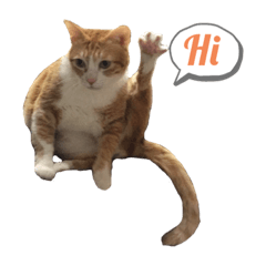 饅頭寶steamed bun babe