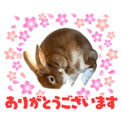 The daily life of Chi-chan rabbits