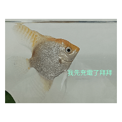 無聊的魚