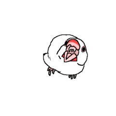 Java sparrow that speaks with its face