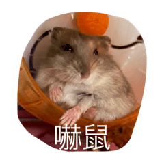 麻糬小惡魔