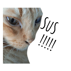 cat sus – LINE stickers | LINE STORE cat sus – LINE stickers | LINE STORE
