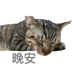 大大麻糬日常1.0